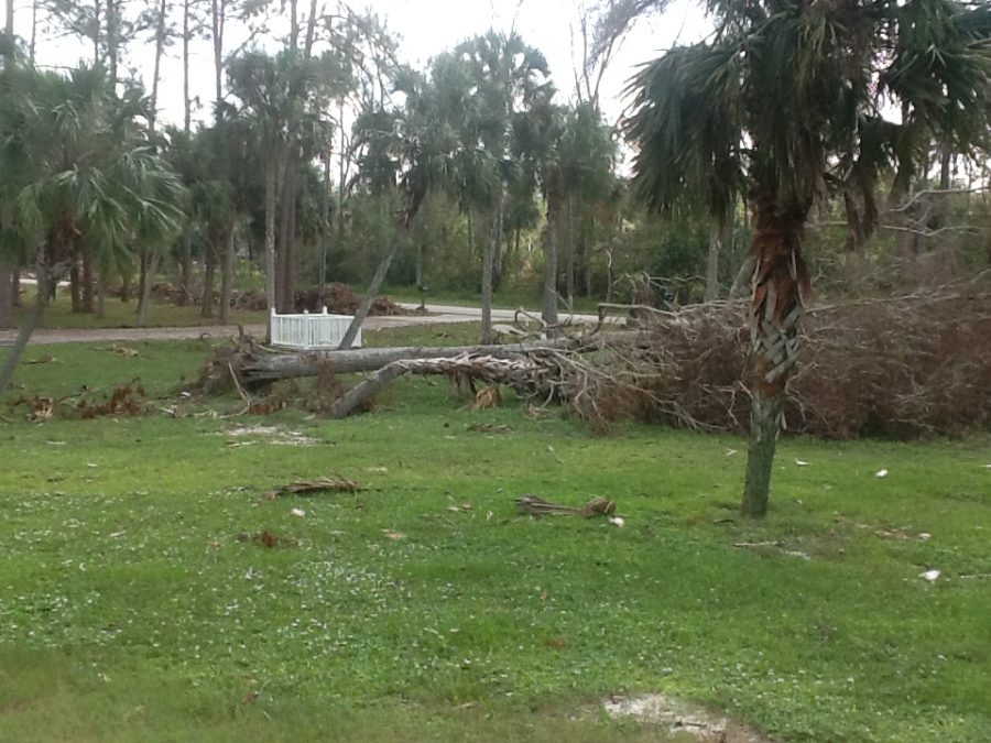 This photo was taken by Joan Mitchell of her yard after the hurricane hit.